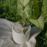 Imagen anterior del producto