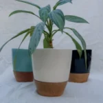 Imagen anterior del producto